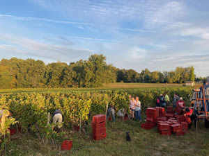 Harvest 2021 - Whites