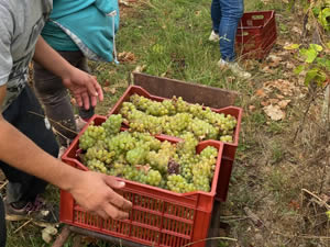 Harvest 2021 - Whites