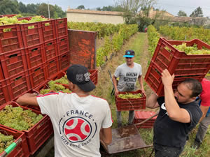 Harvest 2021 - Whites