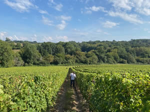 Harvest 2021 - Whites