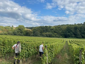 Harvest 2021 - Whites