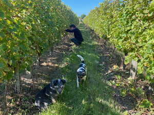 Harvest 2021 - Whites