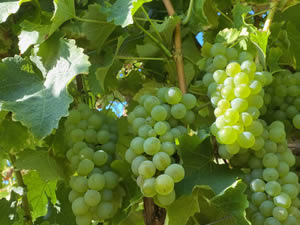 Harvest 2021 - Whites