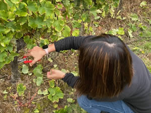 Harvest 2021 - Whites