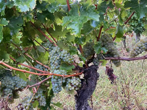 Harvest 2021 - Whites