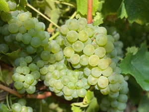 Harvest 2021 - Whites