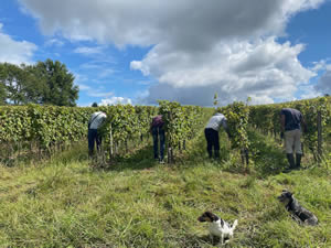 Harvest 2021 - Whites