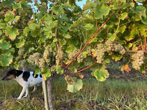 Harvest 2021 - Whites