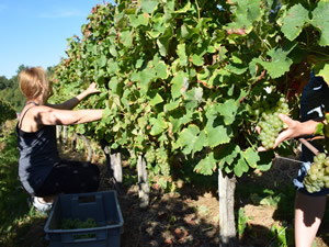 Bauduc September 2014 Harvest