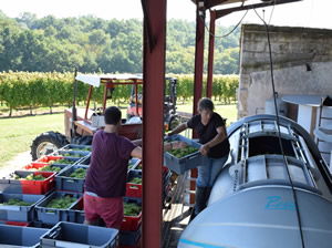 Bauduc September 2014 Harvest