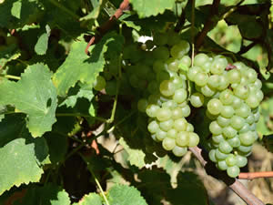 Semillon grapes weren't over ripe. Clean and fresh