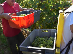 Cremant de Bordeaux has to be picked into crates, by law