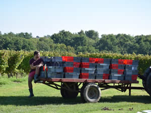 Hugo B was our harvest trainee in 2014