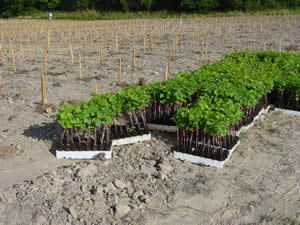 Young Semillon vines, June 2004