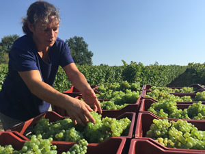 Nelly with Semillon for our sparkling