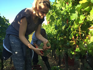 Our Sophie checking the bunch