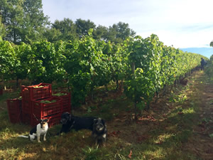 Guarding the crop