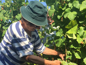 Snipping Semillon