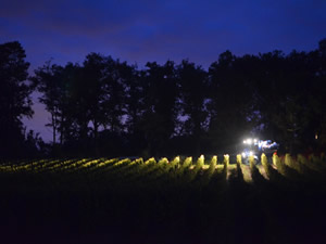 Bauduc Sauvignon Harvest