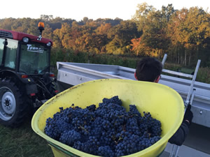 A load of Cabernet