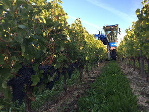 Merlot about to be harvested 