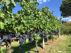 Merlot just after harvest