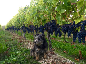 Margaux and Merlot, before the machine