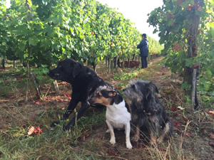 Harvest 2016 - Quinneys Picking