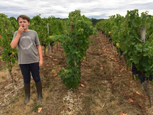 Harvest 2016 - Quinneys Picking