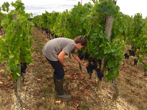 Harvest 2016 - Quinneys Picking