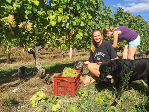 Harvest 2016 - Quinneys Picking