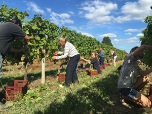 Harvest 2016 - Quinneys Picking