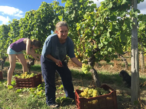 Harvest 2016 - Quinneys Picking