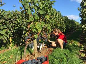 Harvest 2016 - Quinneys Picking