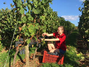 Harvest 2016 - Quinneys Picking