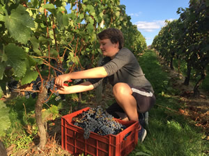 Harvest 2016 - Quinneys Picking