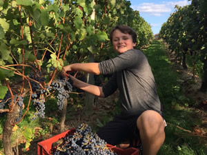 Harvest 2016 - Quinneys Picking