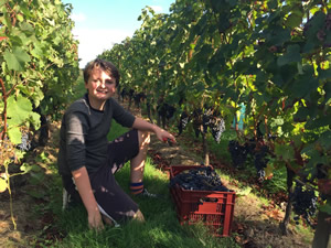 Harvest 2016 - Quinneys Picking