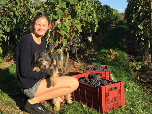 Harvest 2016 - Quinneys Picking