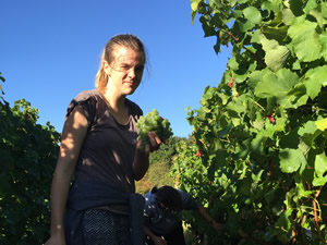 Harvest 2016 - Quinneys Picking