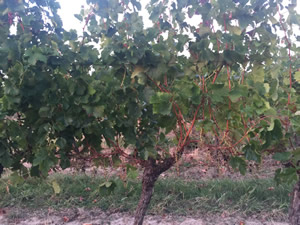 Harvest 2016 - Rosé at dawn