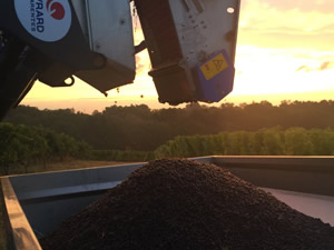 Harvest 2016 - Rosé at dawn