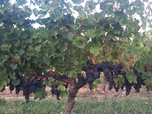 Harvest 2016 - Rosé at dawn