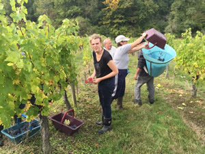 Rick Stein helping with the 2015 Harvest