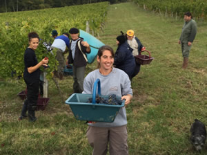 Rick Stein helping with the 2015 Harvest