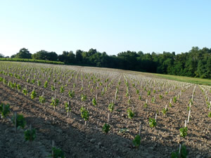 Sauvignon vines planted