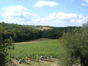 Vineayrd work in the Sauvignon