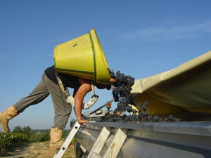 Bauduc Harvest