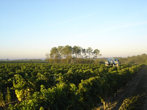 Bauduc Harvest