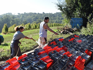 Bauduc Harvest